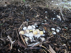Phallus rugulosus
