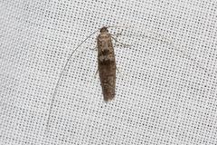 Ceromitia iolampra