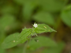 Thyrocarpus glochidiatus