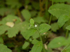 Thyrocarpus glochidiatus