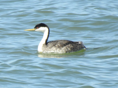 Aechmophorus occidentalis