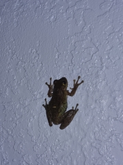 Osteopilus septentrionalis