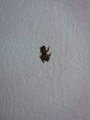 Osteopilus septentrionalis