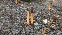 Phallus rugulosus