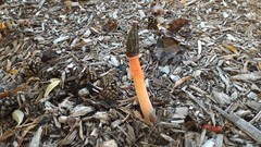 Phallus rugulosus