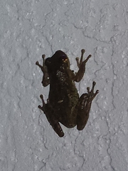 Osteopilus septentrionalis