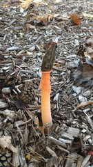 Phallus rugulosus