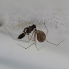 Spermophora senoculata