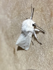 Spilosoma urticae