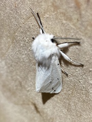 Spilosoma urticae