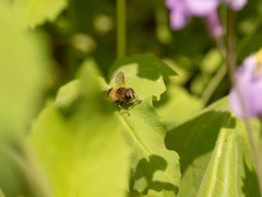 Helophilus eristaloidea