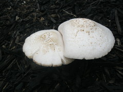 Pluteus petasatus