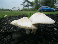 Pluteus petasatus