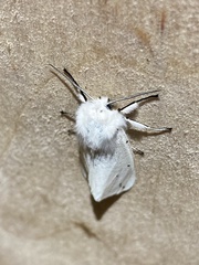 Spilosoma urticae