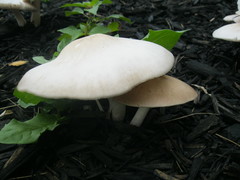 Pluteus petasatus