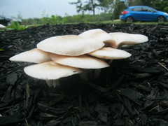 Pluteus petasatus