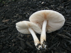 Pluteus petasatus