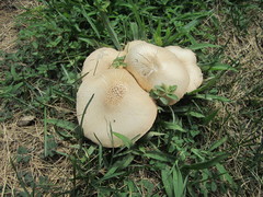 Pluteus petasatus
