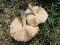 Pluteus petasatus