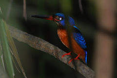 Alcedo meninting