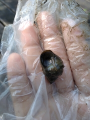 Cipangopaludina chinensis