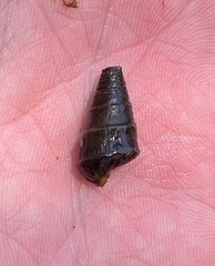 Pleurocera pyrenella