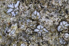 Chthamalus angustitergum
