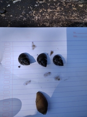 Cipangopaludina chinensis