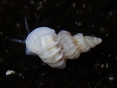 Epitonioidea