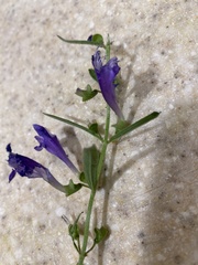 Scutellaria siphocampyloides