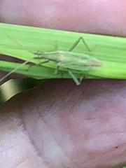 Stenodema trispinosum