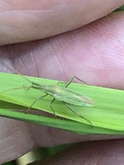 Stenodema trispinosum