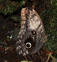 Caligo prometheus