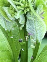 Aphis asclepiadis