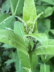 Aphis asclepiadis
