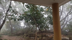 Ficus elastica