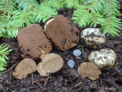 Cortinarius lilacinoides