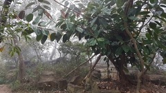 Ficus elastica