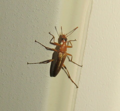 Cephaloon lepturides