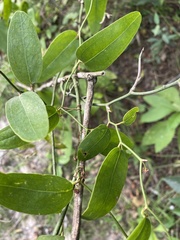 Smilax campestris