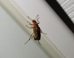 Cephaloon lepturides