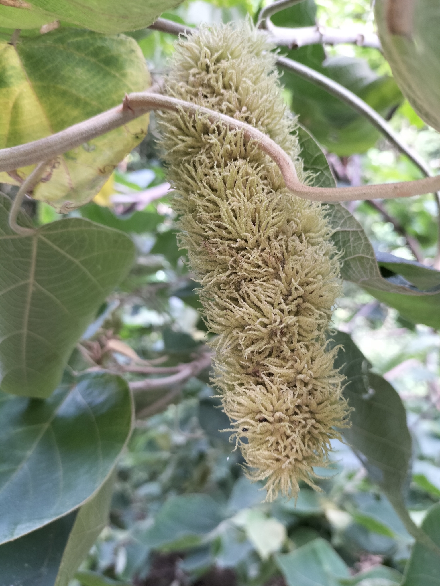 Mallotus mollissimus
