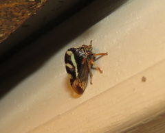Smilia camelus