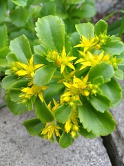 Phedimus kamtschaticus