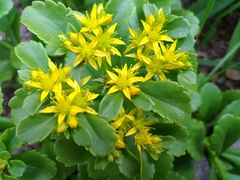 Phedimus kamtschaticus