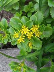 Phedimus kamtschaticus