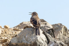 Cinclodes taczanowskii