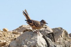 Cinclodes taczanowskii