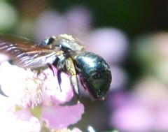 Xylocopa californica californica