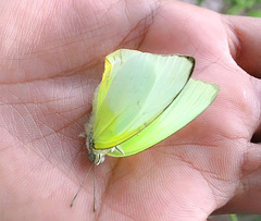 Catopsilia pomona